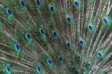 Obraz premium Feather eyes of an adult male indian peafowl (pavo cristatus)