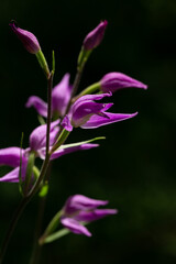 blossoms of a red helleborine (cephalanthera rubra)