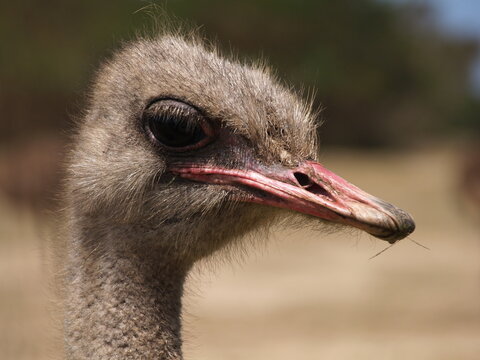 Ostrich Close up