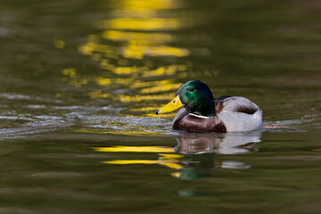 Fototapeta premium Adult male Mallard in breeding plumage swimming on golden water