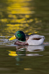 Fototapeta premium Adult male Mallard in breeding plumage swimming on golden water