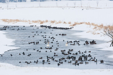 Fototapeta premium Resting waterbirds on a ice free river in the snow white winter landscape, mallard (anas platyrhynchos) and mute swan (cygnus olor)