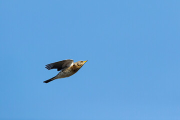 Fieldfare during Autumn migration in flight