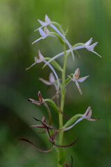 Closeup of a lesser butterfly-orchid (platanthera bifolia)