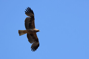 Fototapeta premium Dark morph of a booted eagle (hieraaetus pennatus) in flight in the blue sky