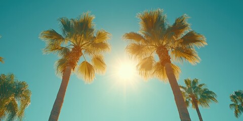 Obraz premium Palm trees against a sunlit sky with a vignette effect, warm tropical atmosphere, natural light,