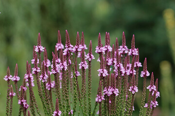 Pink vervain flower spikes in close up