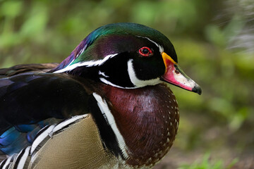 Portrait of an adult male Wood Duck