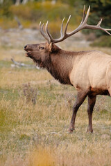 Bull elk bugling during rut within Rocky Mountain National Park, Colorado[