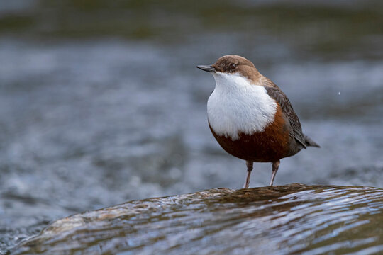 Eurasian Dipper is standing in the floating water of a creek