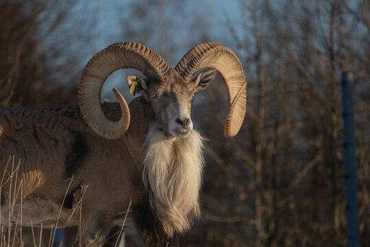 Transcaspian urial (Ovis orientalis arkal). Wild life animal.