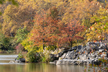 Autumn foliage in central park, New York city surrounding pond of water