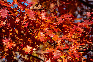 Oak leaves in late autumn within Pike Lake Unit, Kettle Moraine State Forest, Hartford, Wisconsin