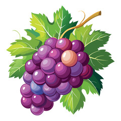 Purple grapes isolated on white background
