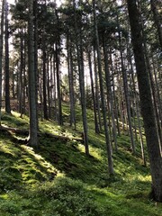 Obraz premium path in the forest