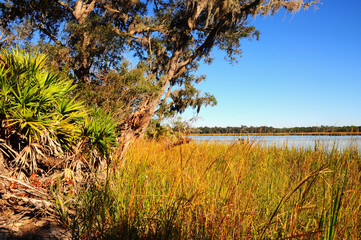 Obraz premium landscape with grass