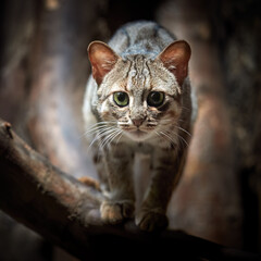 Rusty Cat, Prionailurus rubiginosus, eye contact, direct gaze fixed on camera, crouching on a tree...