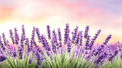 Obraz premium Lavender Field at Dusk with Glowing Soft Watercolor Sky