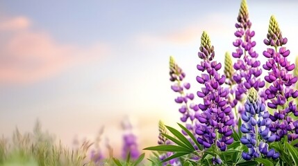 Fototapeta premium Dreamy Lupine Meadow with Pastel Skies in Every Shade of Purple