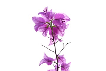 A bunch of sweet pink Bougainvillea  flower blossom with branches on white isolated background
