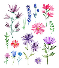 set of wildflowers.watercolor flowers