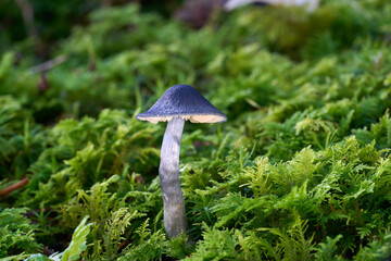 Entocybe nitida mushroom in the moss. Known as Shining Pinkgill. Blue inedible mushroom in spruce forest.