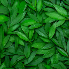 Fototapeta premium Lush green leaves with water droplets