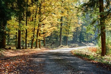 a journey through the autumn forest