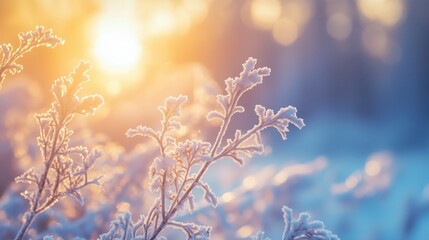 Fototapeta premium Winterlicher Raureif auf Gras