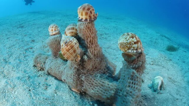 Mediterranean Bonnet Snail, Semicassis undulata on its eggs underwater behaviour scenery phalium granulatum