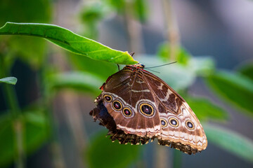 Butterfly on a plant in the botanical garden.