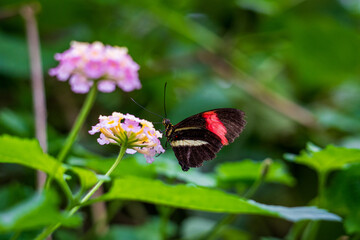 Butterfly on a plant in the botanical garden.