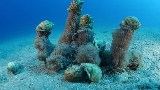 Mediterranean Bonnet Snail, Semicassis undulata on its eggs underwater behaviour scenery phalium granulatum