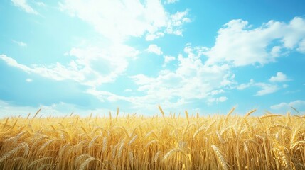 Golden wheat field under a bright blue sky with fluffy clouds, capturing the essence of a serene rural landscape.