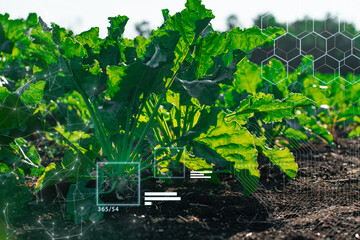 Smart monitoring sugar beet on field for ready for harvest, Smart farm agriculture AI technology....