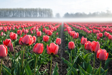 Obraz premium Vibrant tulip field under morning mist in serene landscape