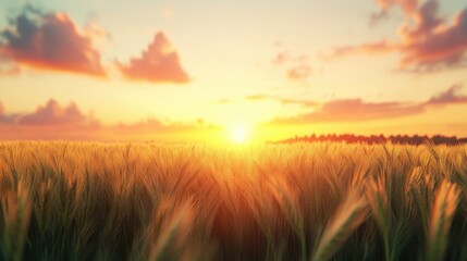 Fototapeta premium Golden waves of wheat stretch toward the horizon as the sun sets, creating a tranquil and picturesque landscape.
