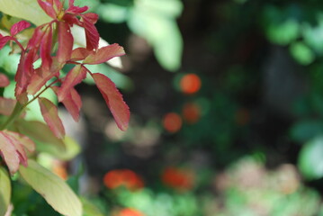 Soft-focus image of red and green leaves with a colorful blurred garden background.