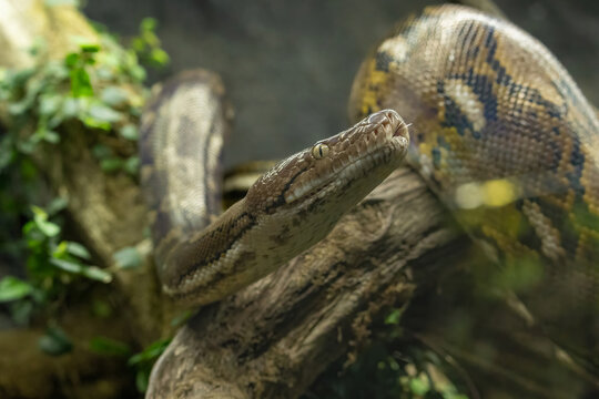 "Asiatic Reticulated Python" Images – Browse 2,333 Stock Photos ...