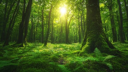 Obraz premium Sunlit Green Forest With Moss Covered Trees And Ferns