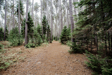 Cathedral Pines Trail