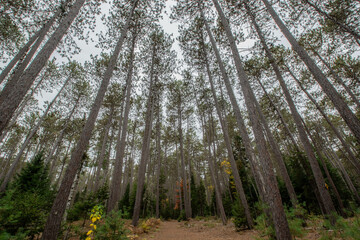 Cathedral Pines Trail
