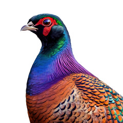 Obraz premium Bird. Pheasant on white transparent background. 
