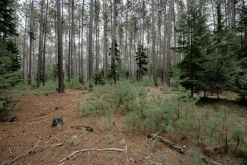 Cathedral Pines Trail