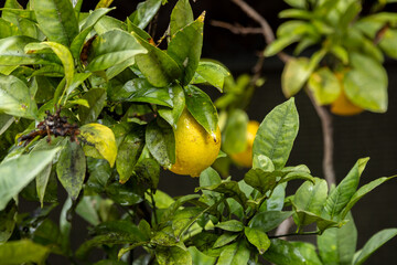 Fototapeta premium A lemon tree in Portugal after rainfall, with a shallow depth of field
