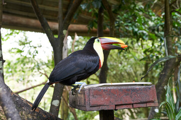 Obraz premium Vara Blanca, Costa Rica - November 14, 2024 - toucan in the La Paz Waterfall Gardens Nature Park