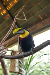 Vara Blanca, Costa Rica - November 14, 2024 - toucan in the La Paz Waterfall Gardens Nature Park