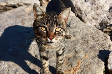 Obraz premium Stray cat on the rocks