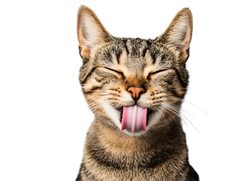 a cat with its tongue out