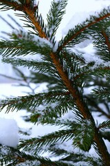 Obraz premium pine tree branches